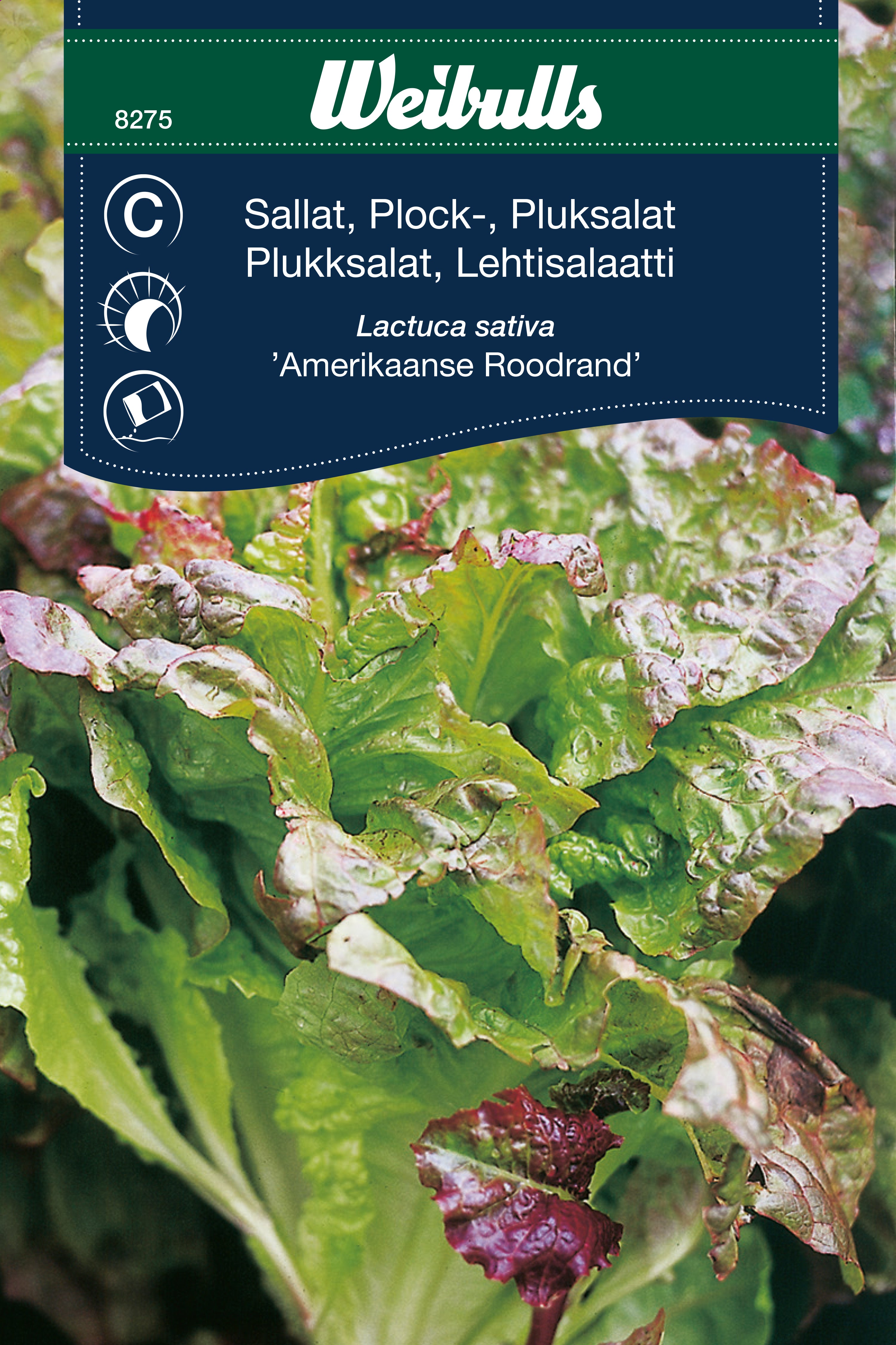 Weibulls Sallat, plock-  'Amerikaanse Roodrand'