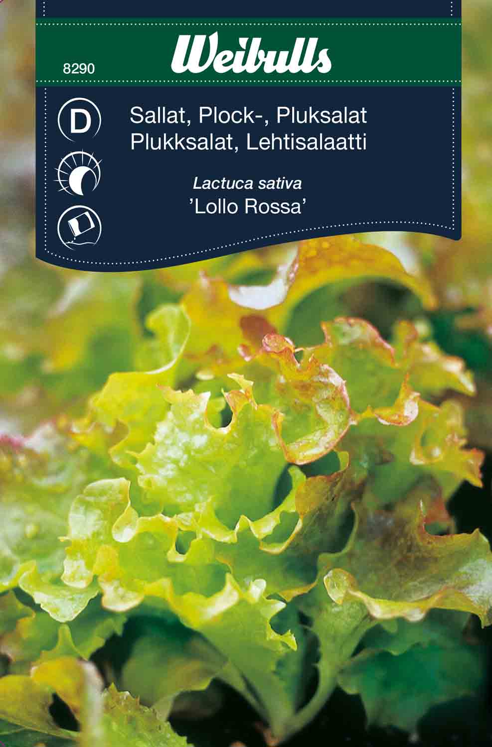 Weibulls Sallat, plock-  'Lollo Rossa'