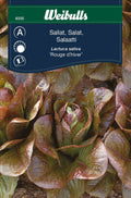 Weibulls Sallat   'Rouge d'hiver'