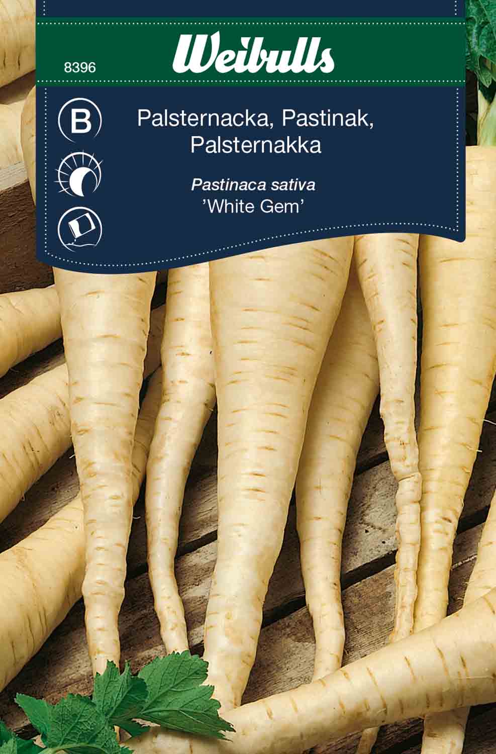 Weibulls Palsternacka 'White Gem'