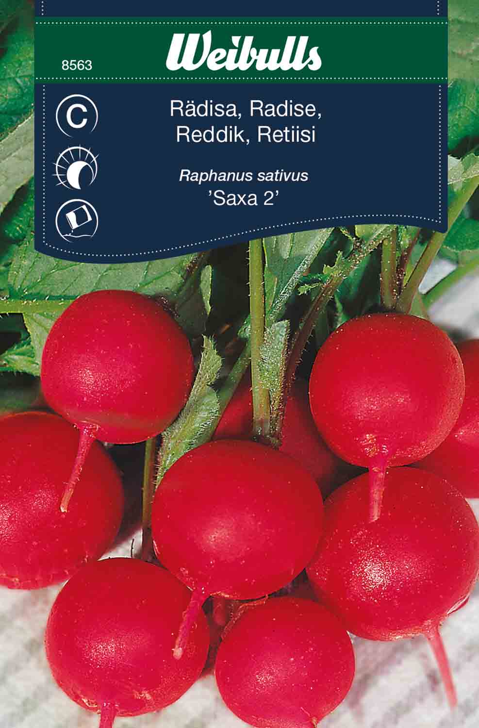 Weibulls Rädisa   'Saxa 2'