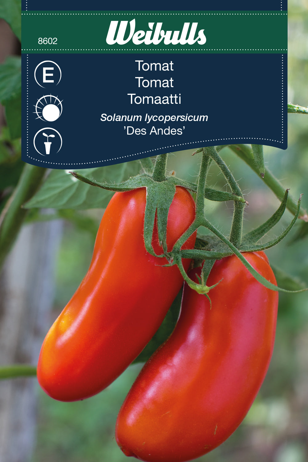 Weibulls Tomat 'Des Andes'