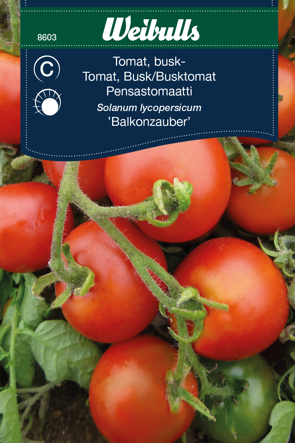 Weibulls Tomat, busk- 'Balkonzauber'