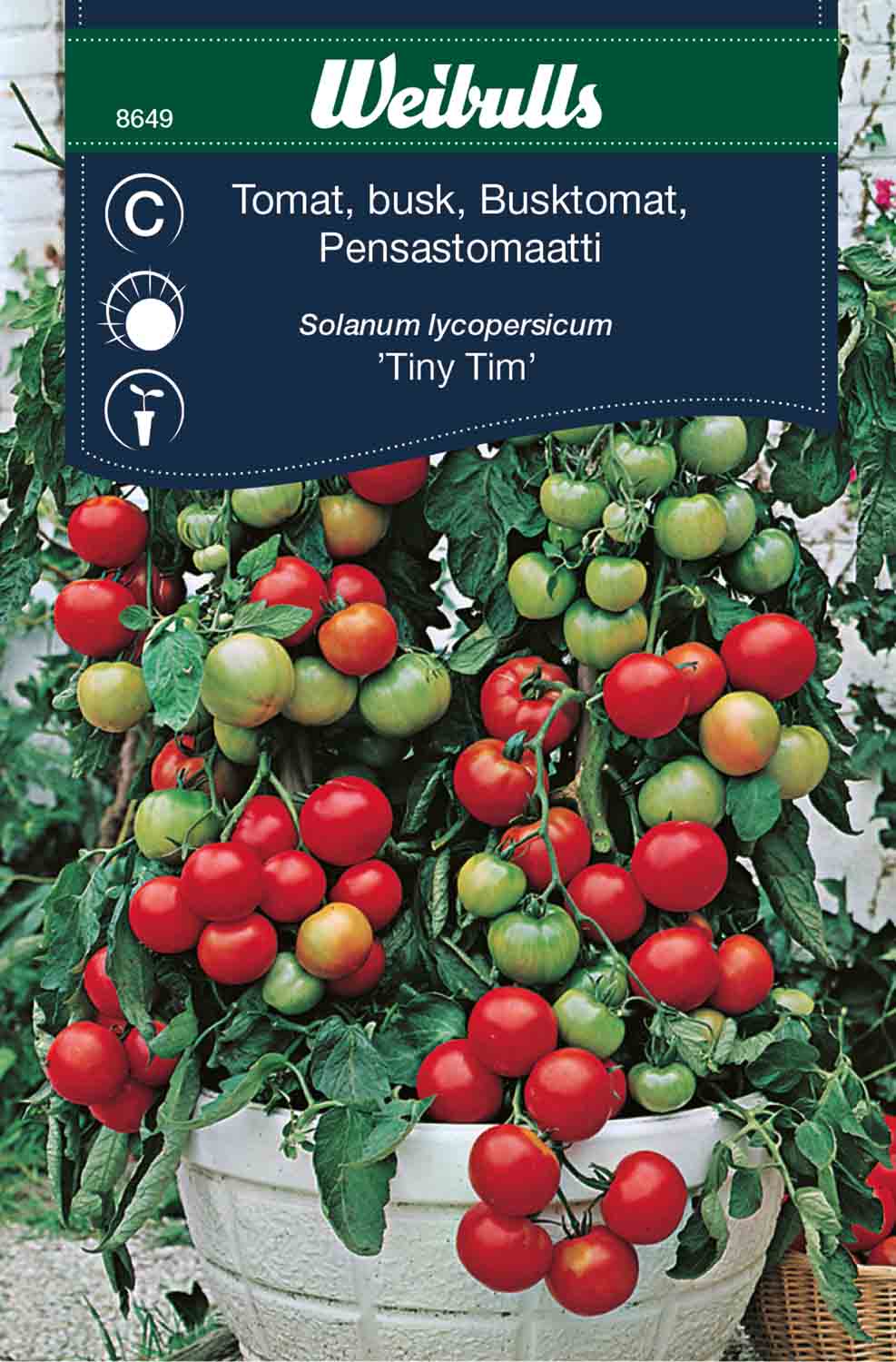 Weibulls Tomat, busk- 'Tiny Tim'