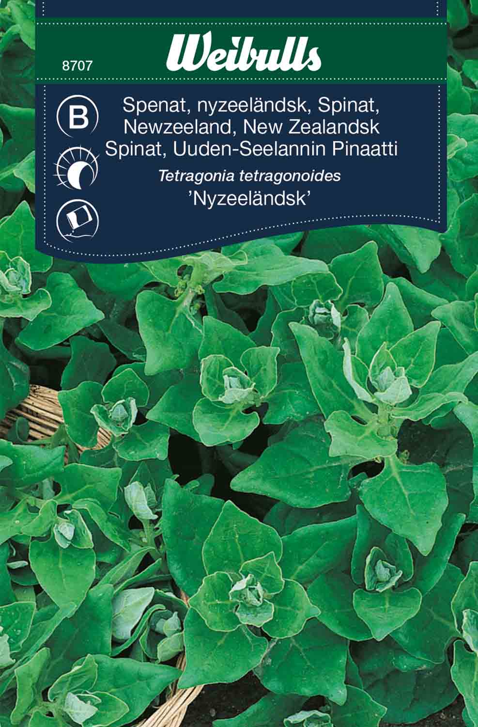 Weibulls Spenat, nyzeeländsk 'Nyzeeländsk'