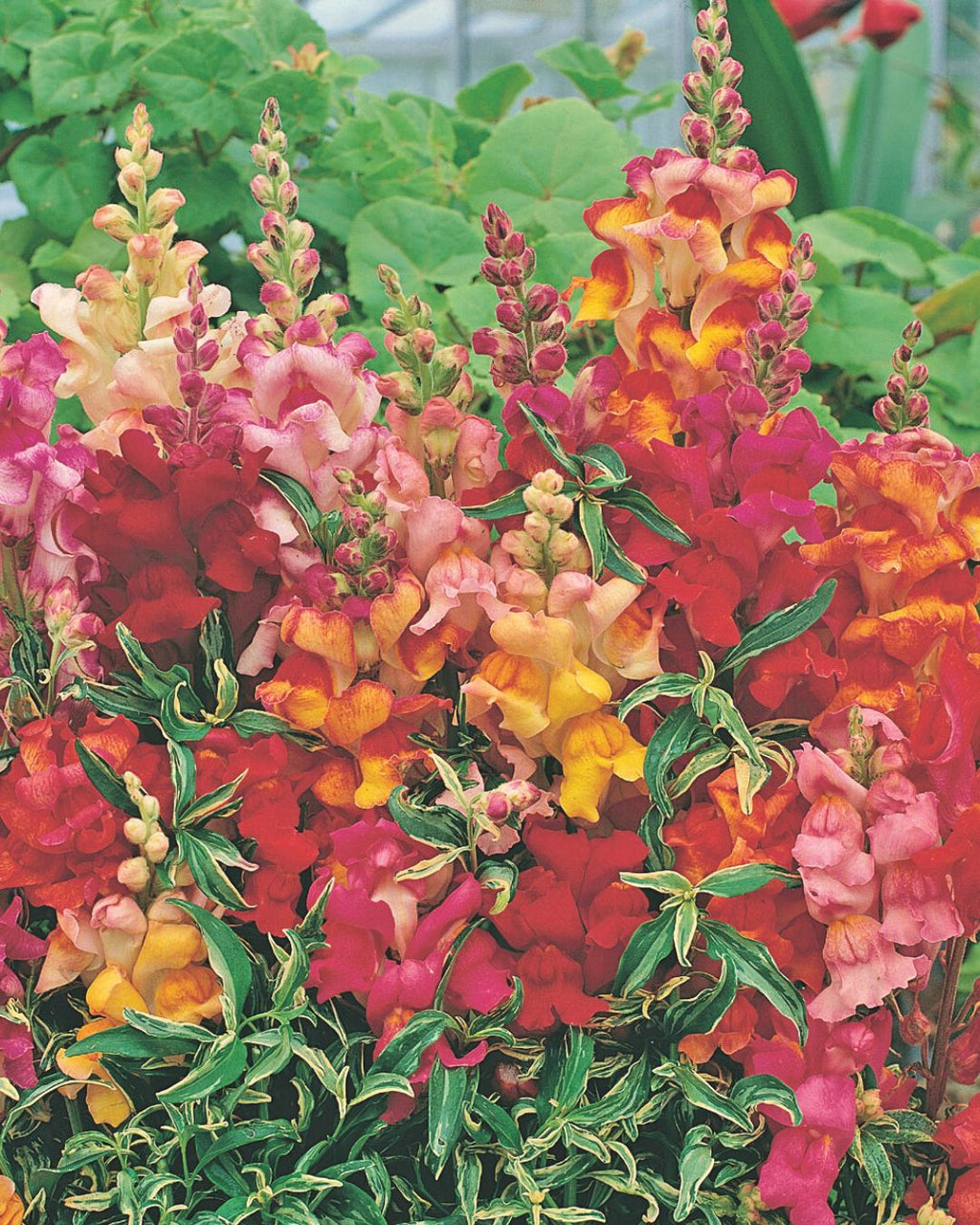 Weibulls Lejongap 'Frosted Flames'