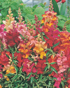 Weibulls Lejongap 'Frosted Flames'