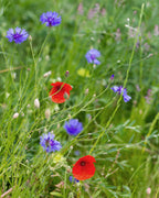 Weibulls Blomsterängsblandning, storportion 'Mix'